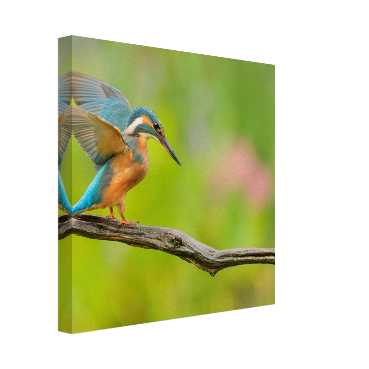 Wandbild eisvogel leuchtende federpracht auf natuerlichem ast in ihrer wunschgroesse