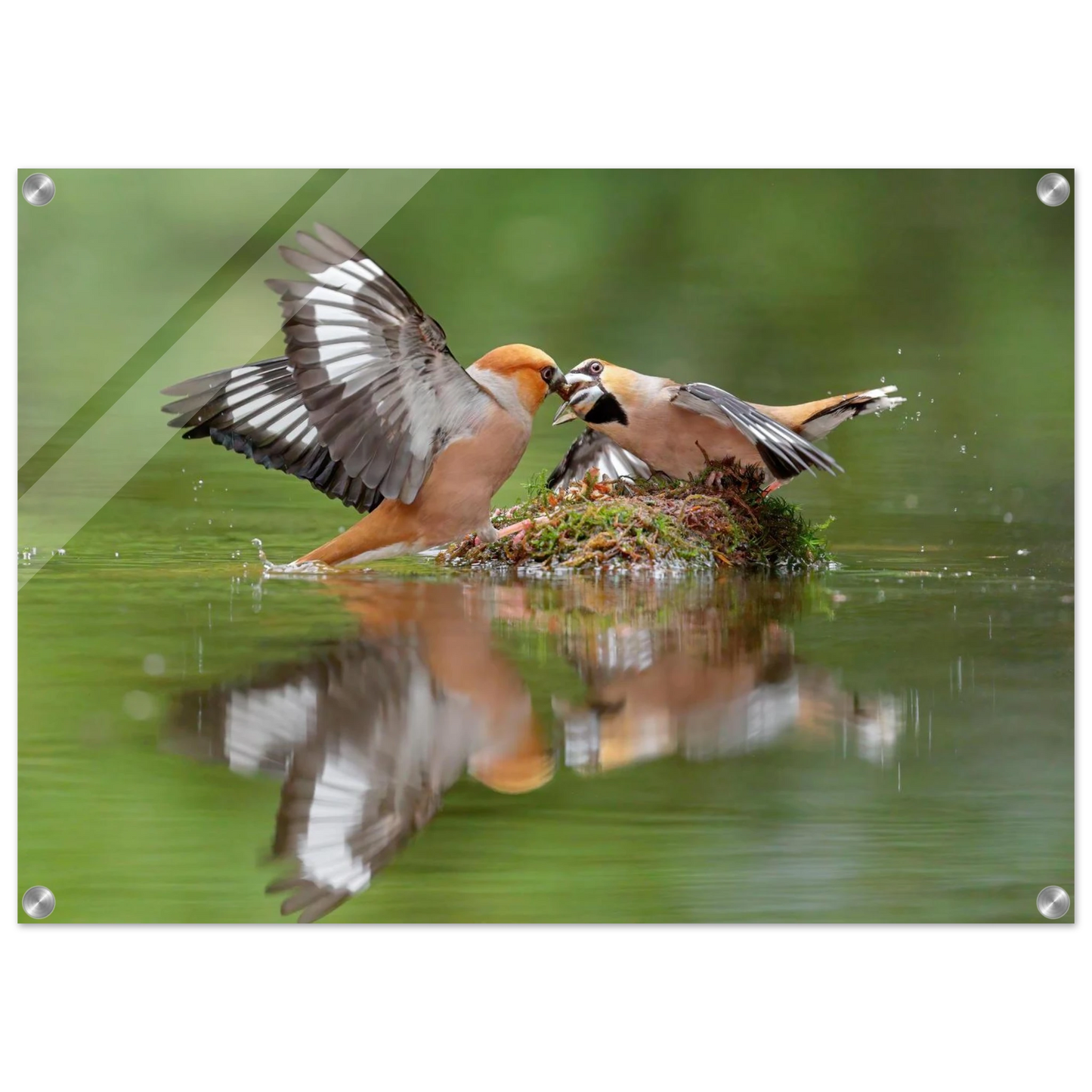 Wandbild momente der natur spektakulaerer kampf der voegel ueber dem wasser