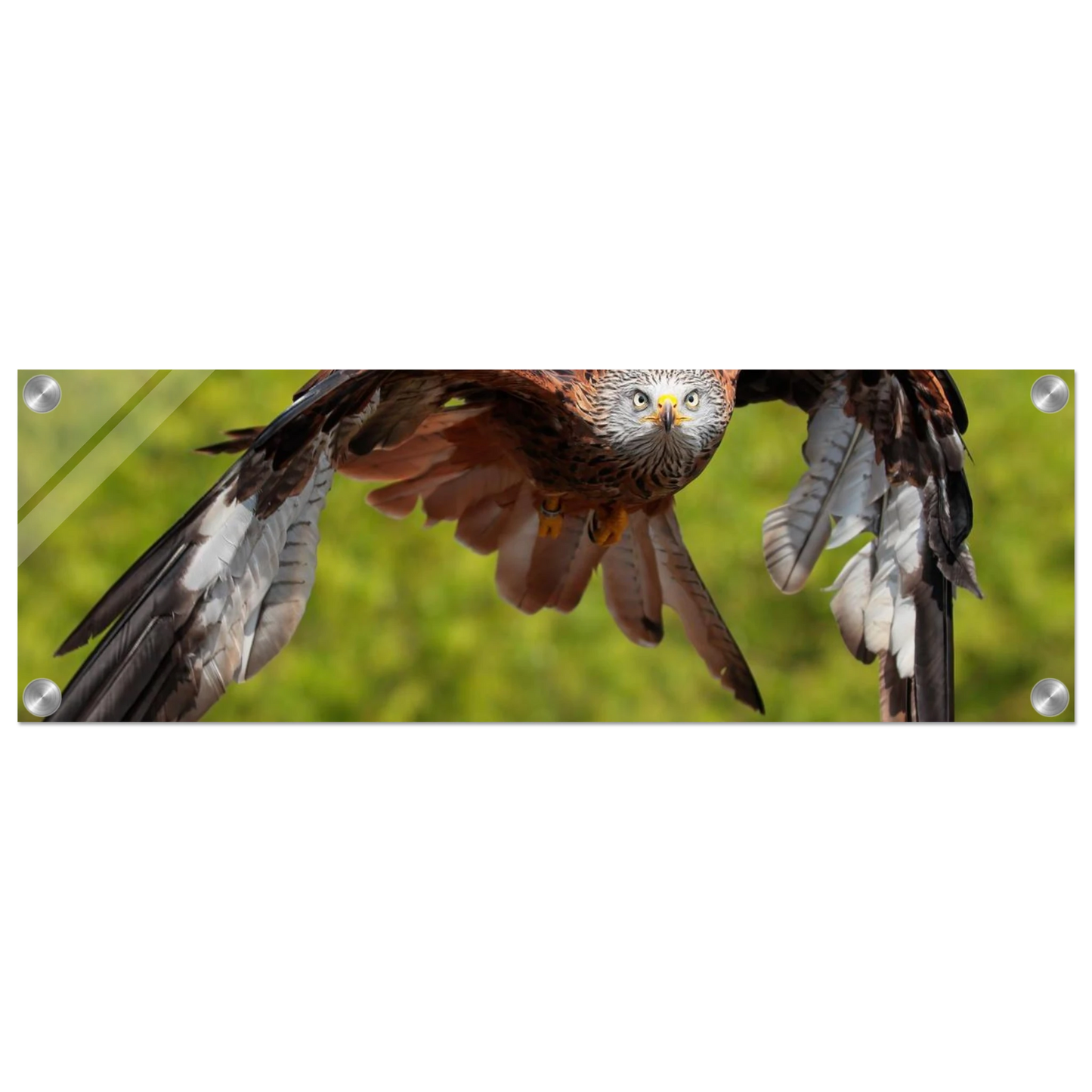 Wandbild majestaetischer rotmilan im flug atemberaubende tierfotografie fuer ihr zuhause erhaeltlich in zahlreichen groessen