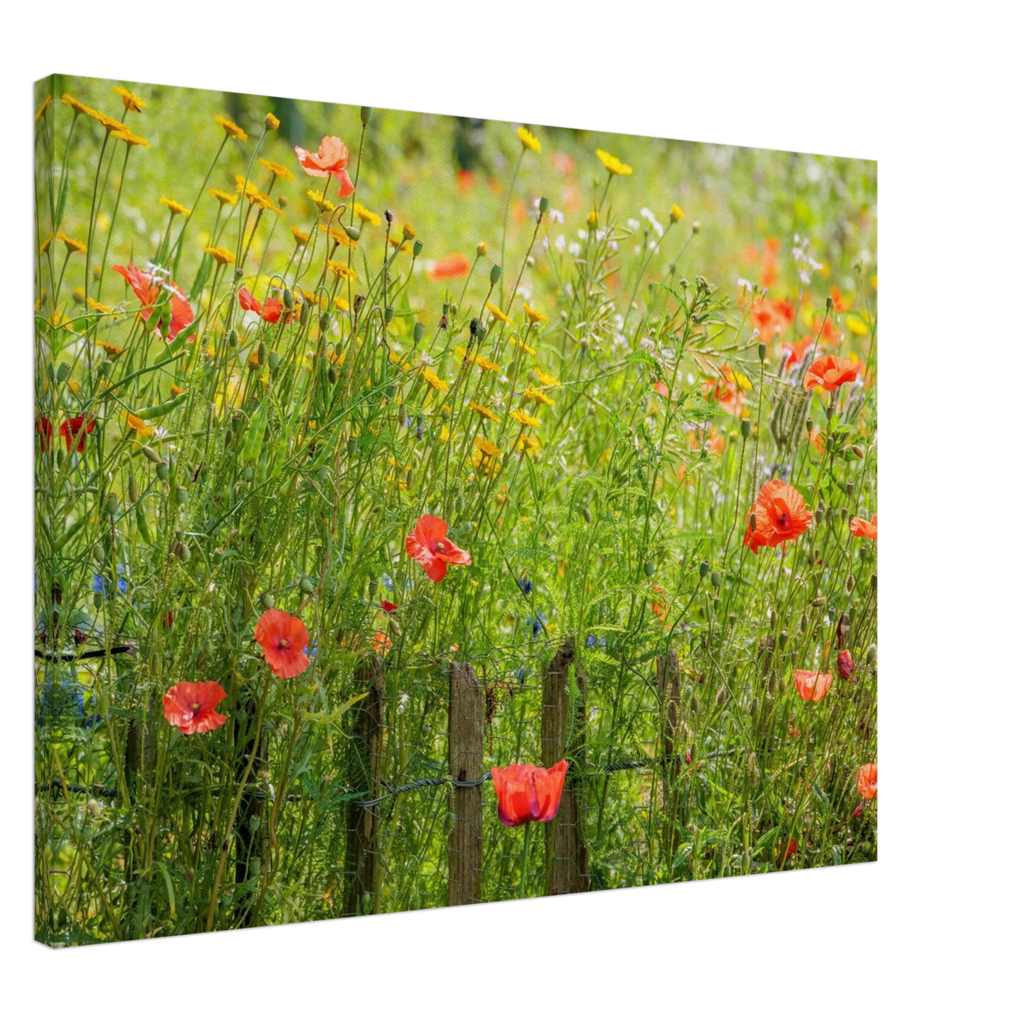 Wandbild wildblumen feld rot gelb sonnige mohnblumen wiese als kunstdruck