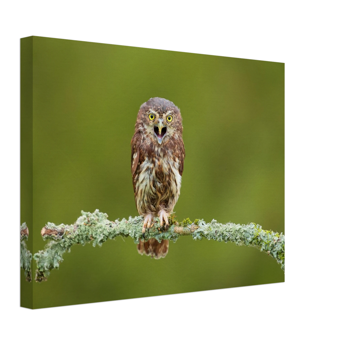 Wandbild rufer der wildnis faszinierendes eulen portraet mit leuchtenden augen fuer ihr zuhause