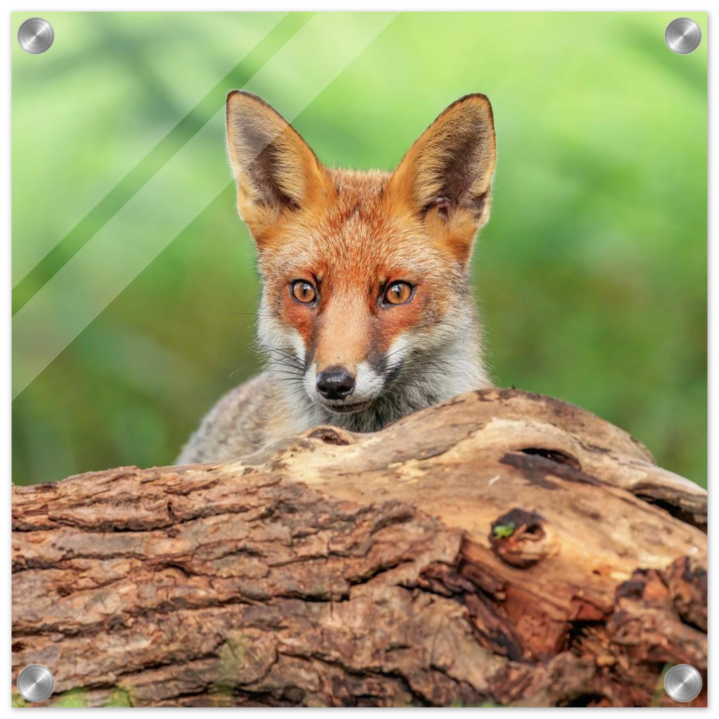 Wandbild fuchs im versteck einzigartige naturkunst fuer ihr zuhause