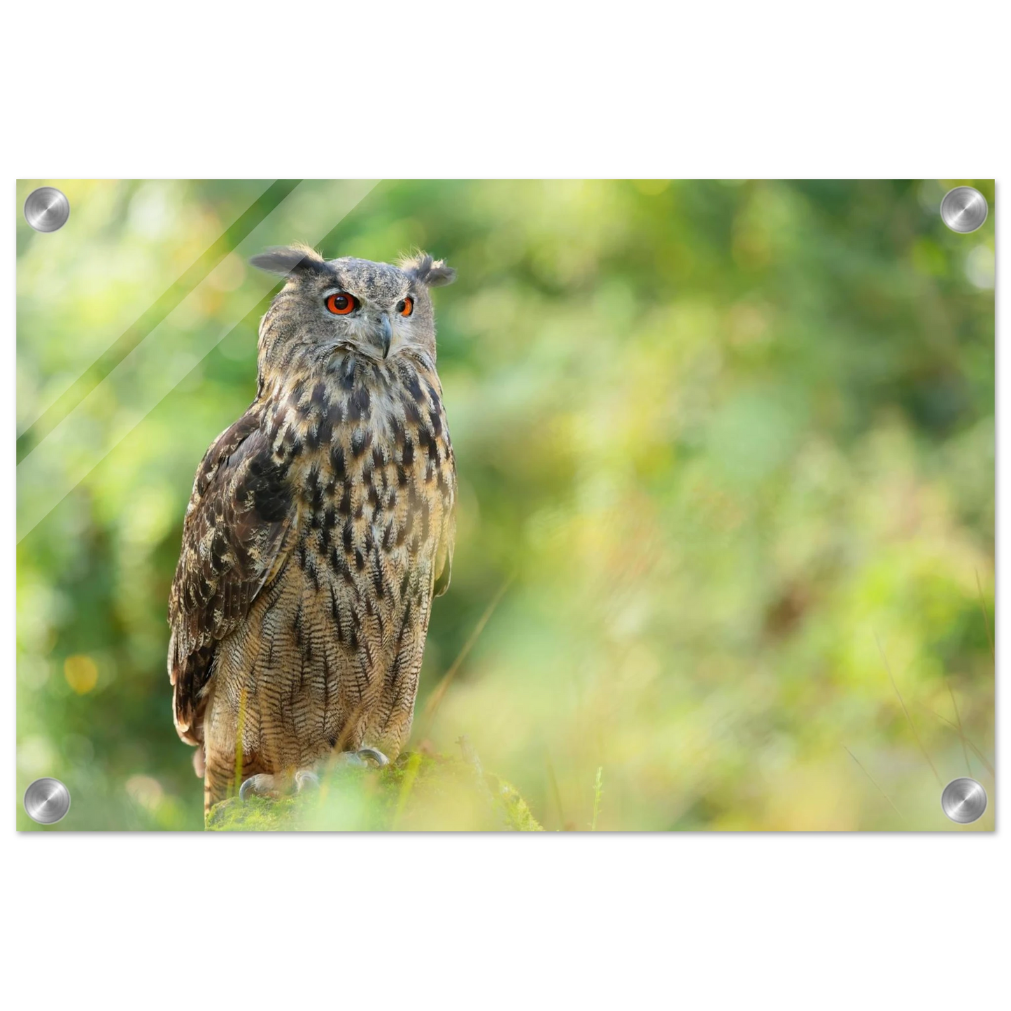 Wandbild mystische eule majestaetisches waldtier mit leuchtenden augen in ihrer wunschgroesse
