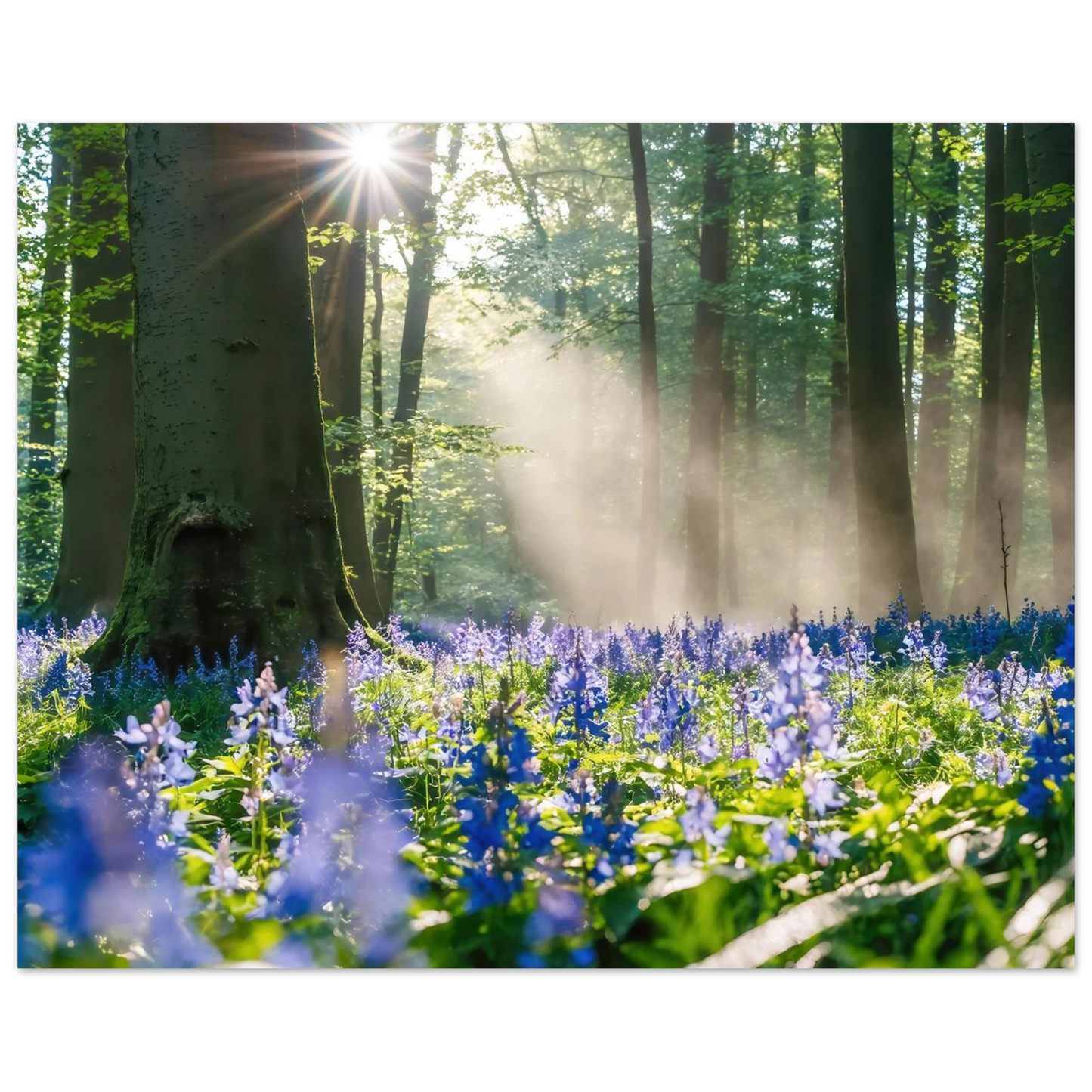 Wandbild mystische waldlichtung mit blauen glockenblumen sonnenverwoehntes naturbild in verschiedenen groessen