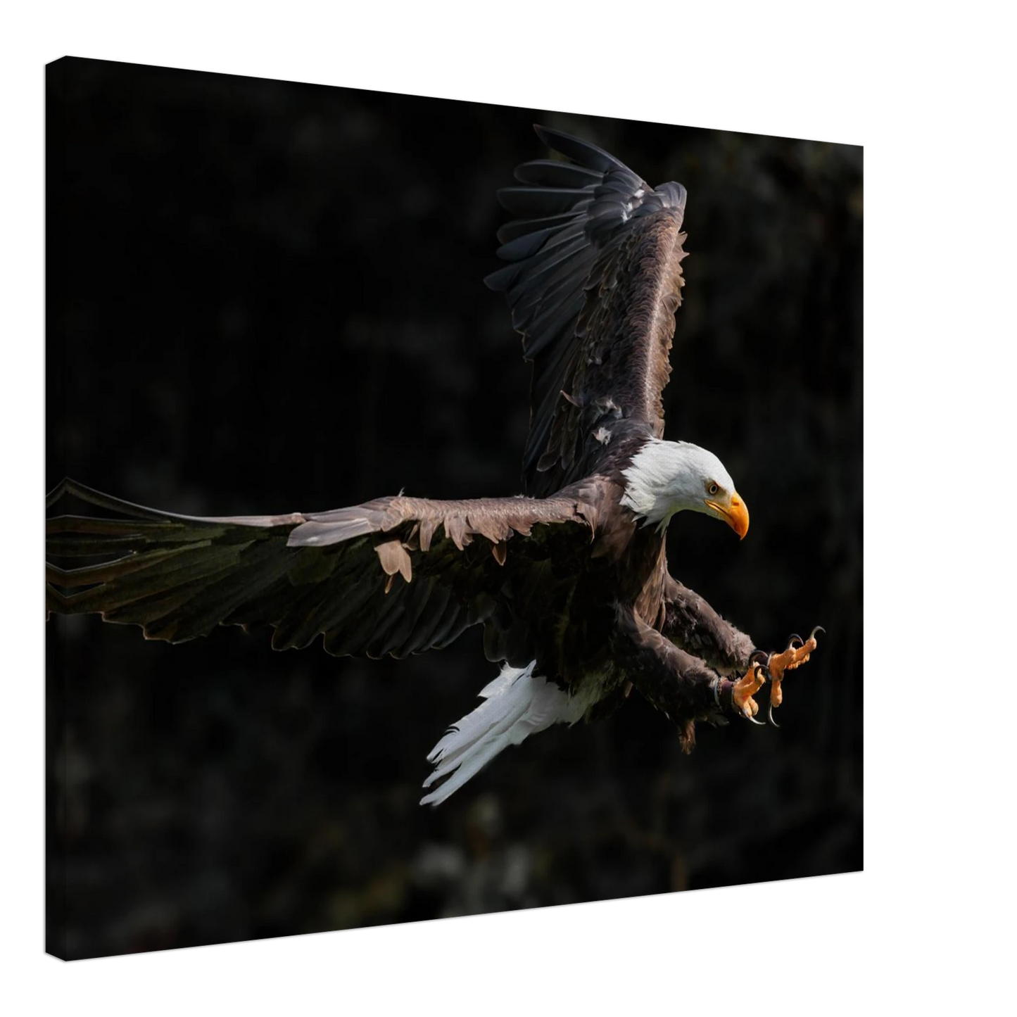 Wandbild majestaetischer weisskopfseeadler im flug freiheit staerke in ihrer wunschgroesse