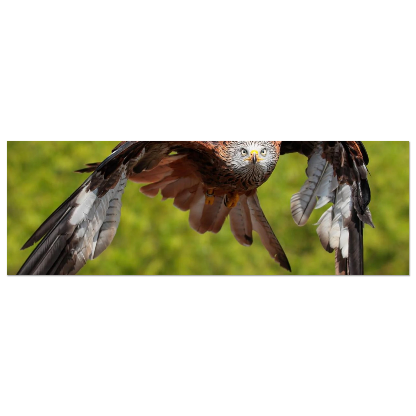 Wandbild majestaetischer rotmilan im flug atemberaubende tierfotografie fuer ihr zuhause erhaeltlich in zahlreichen groessen