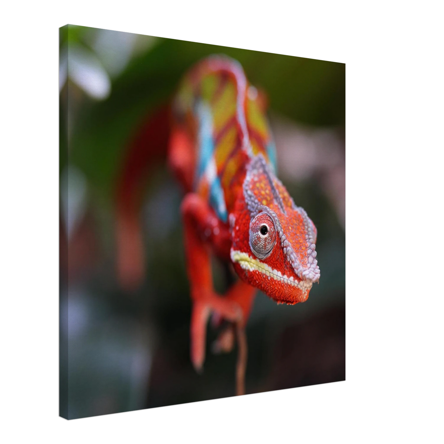 Wandbild faszinierendes chamaeleon portraet lebendige tierkunst fuer ihr zuhause in ihrer wunschgroesse