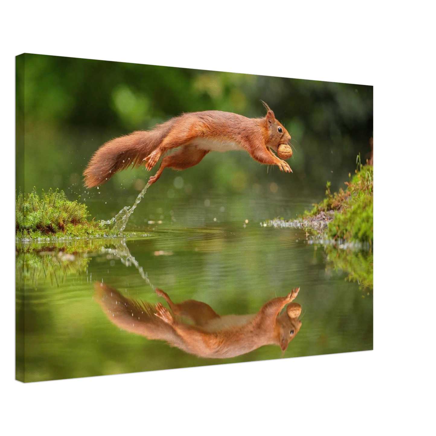 Wandbild Wandkunst eichhoernchens freudensprung dynamische naturkunst fuer ihr zuhause erhaeltlich in mehreren groessen