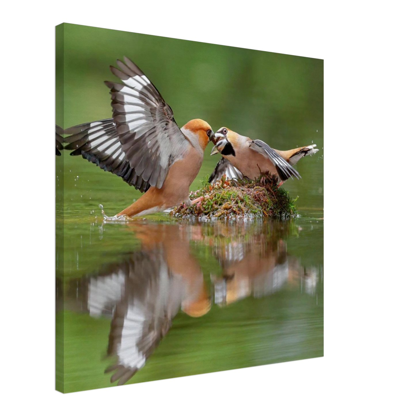 Wandbild momente der natur spektakulaerer kampf der voegel ueber dem wasser