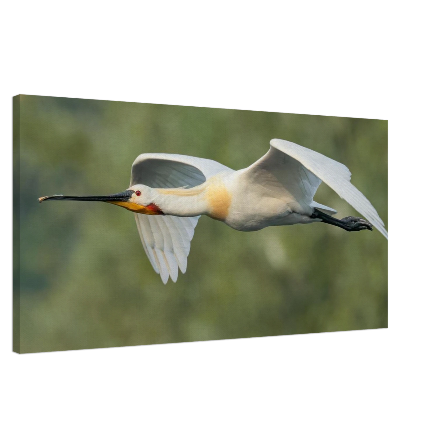 Wandbild eleganter loeffler im flug naturfotografie fuer ihr zuhause in vielen groessen