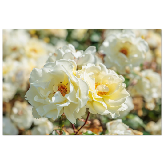 Wandbild creme weisse rosen zeitlose blumen eleganz fuer ihre wand in vielen groessen verfuegbar