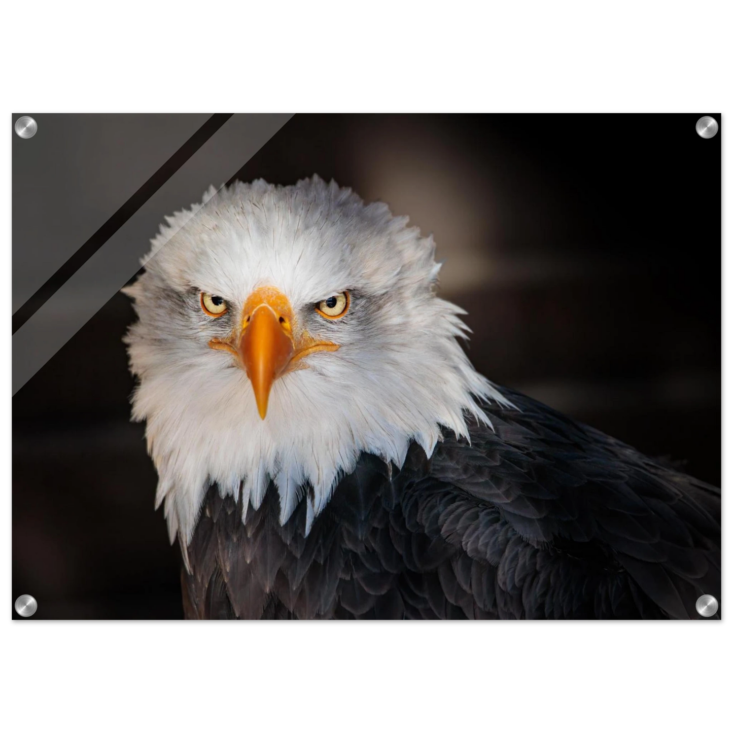 Wandbild majestaetischer adler ausdrucksstarke tierfotografie fuer ihr zuhause in vielen groessen erhaeltlich