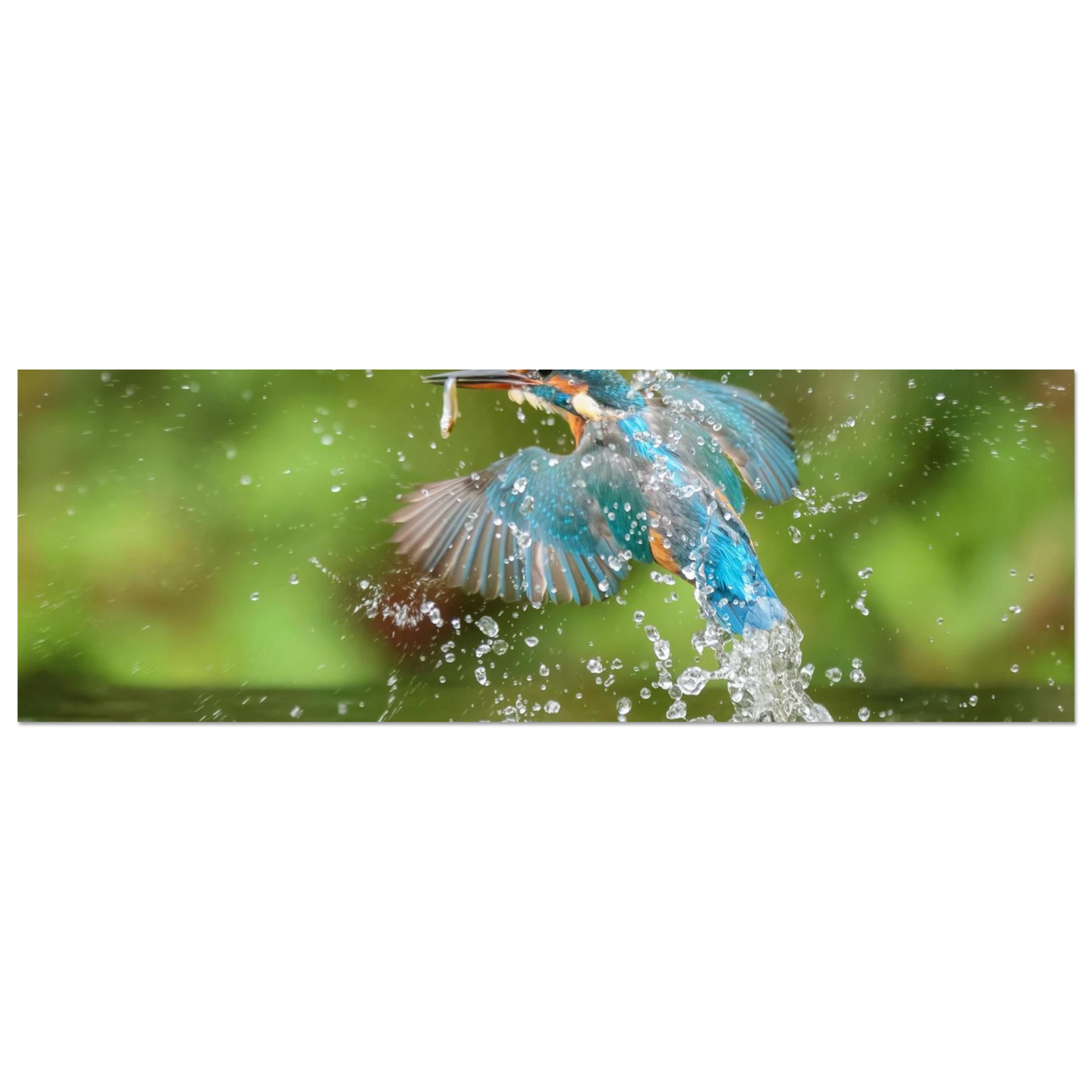 Wandbild eisvogel im sturzflug lebendige wildtierkunst fuer ihr zuhause