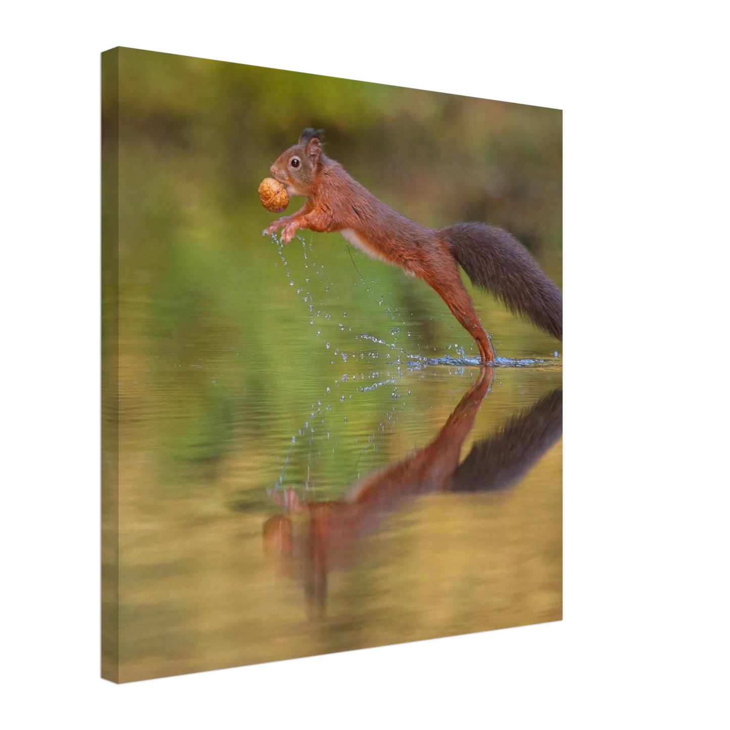 Wandbild eichhoernchen sprung dynamisches tierportrait auf premium leinwand in verschiedenen groessen erhaeltlich