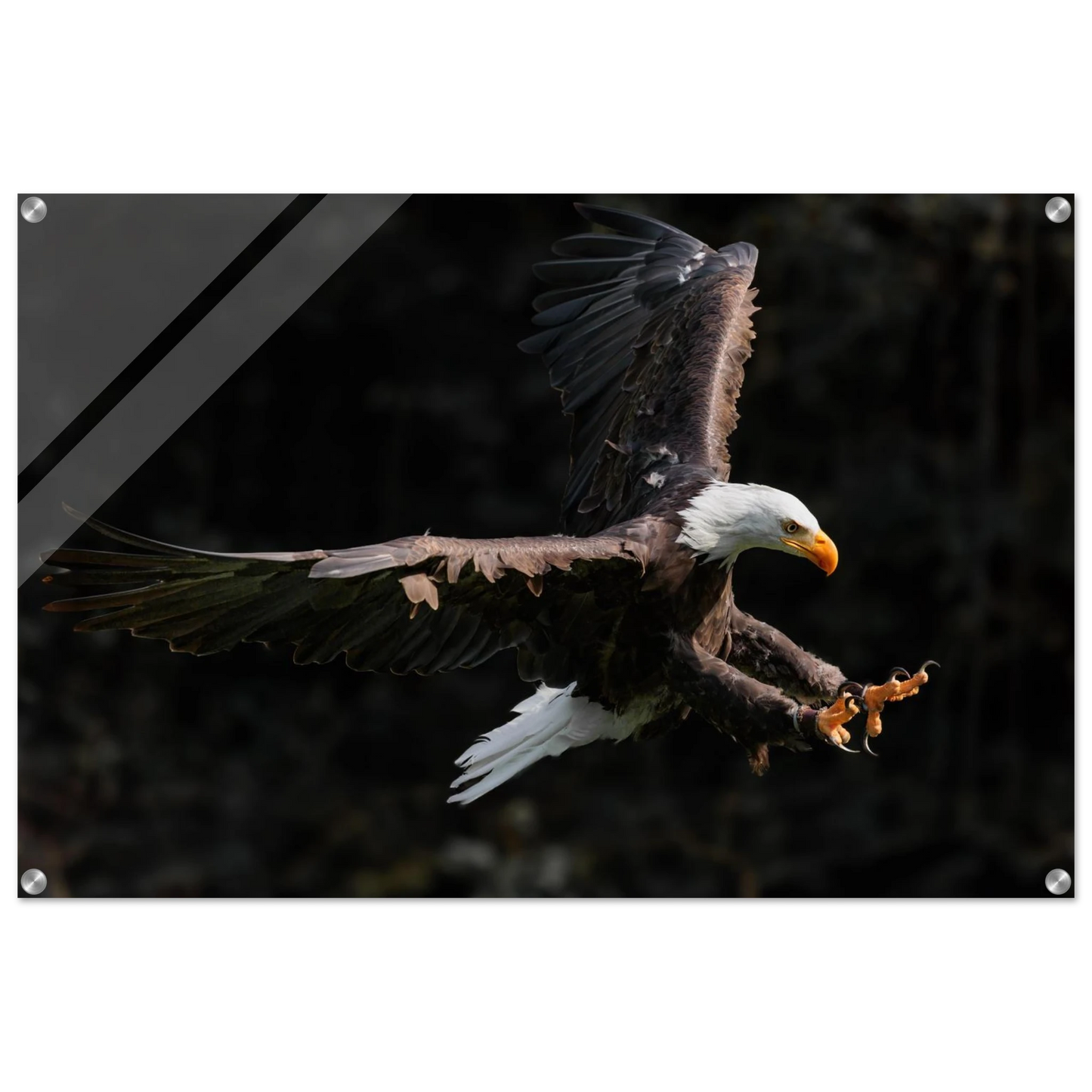 Wandbild majestaetischer weisskopfseeadler im flug freiheit staerke in ihrer wunschgroesse