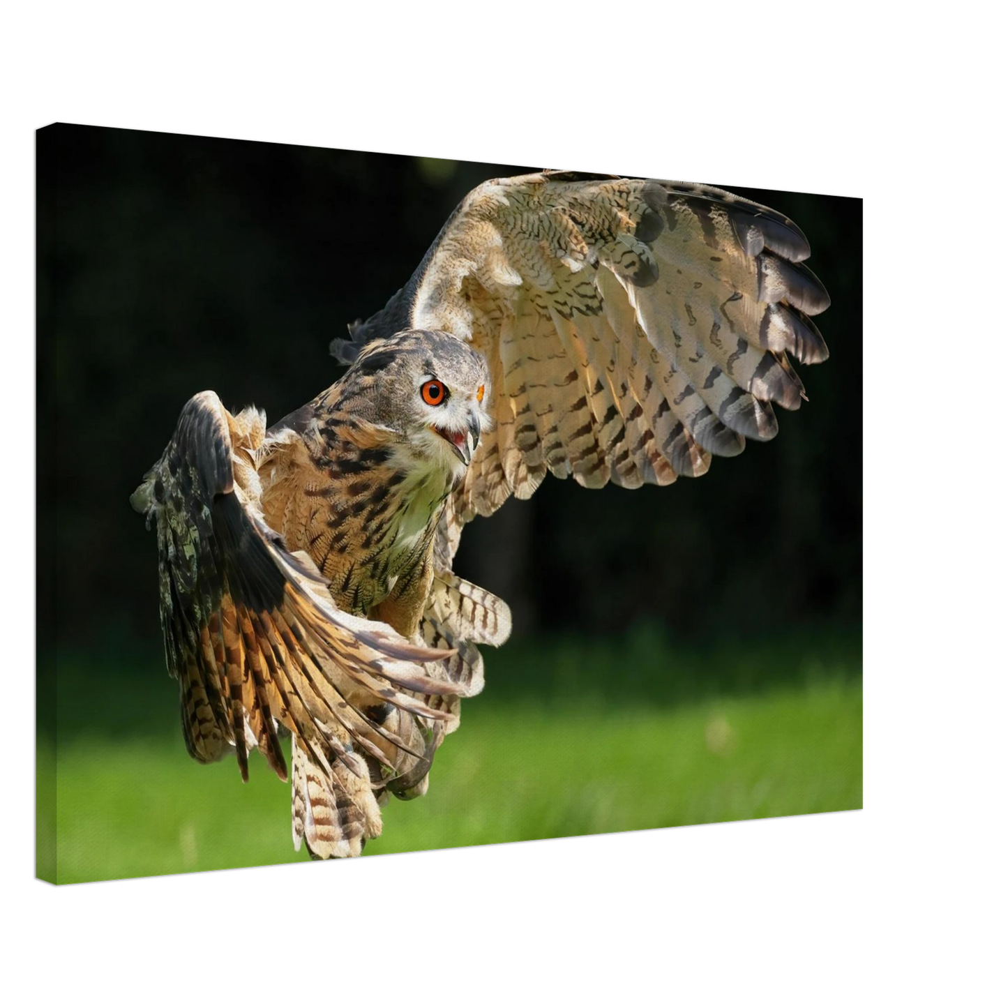 Wandbild majestaetische eule im flug ausdrucksstarke wandkunst fuer ihr zuhause