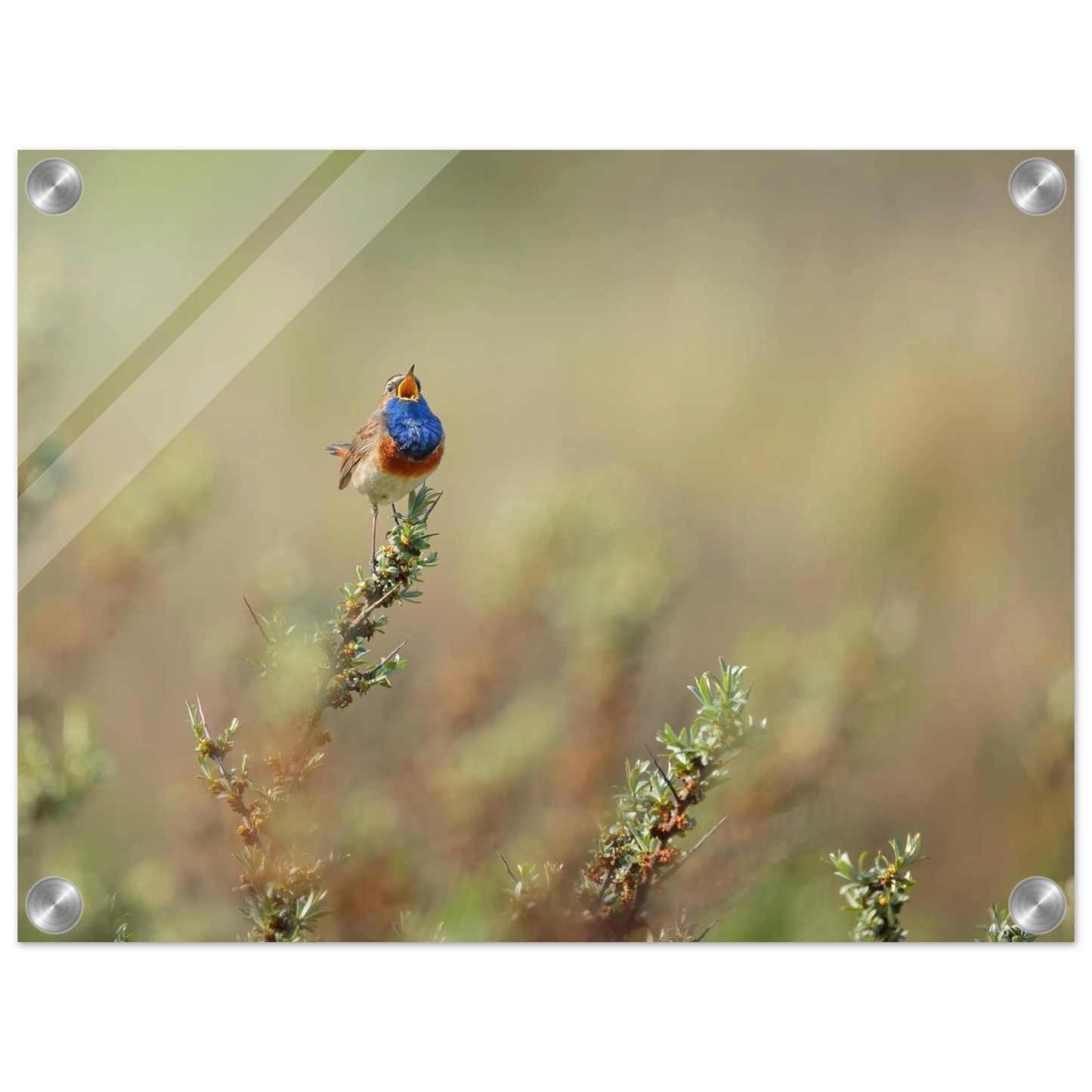 Wandbild lebendige nachtigall ein meisterwerk der naturfotografie fuer ihr zuhause