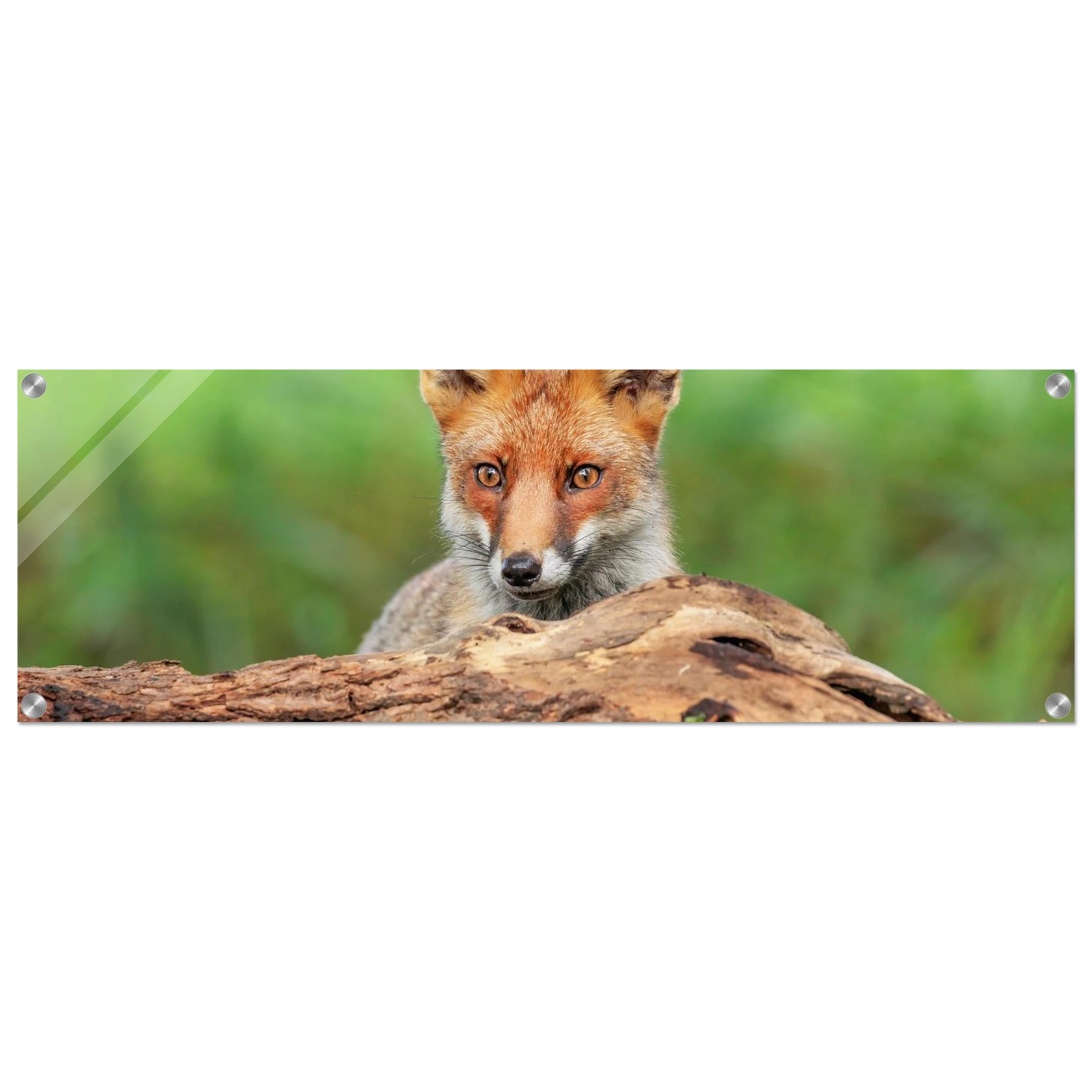 Wandbild fuchs im versteck einzigartige naturkunst fuer ihr zuhause