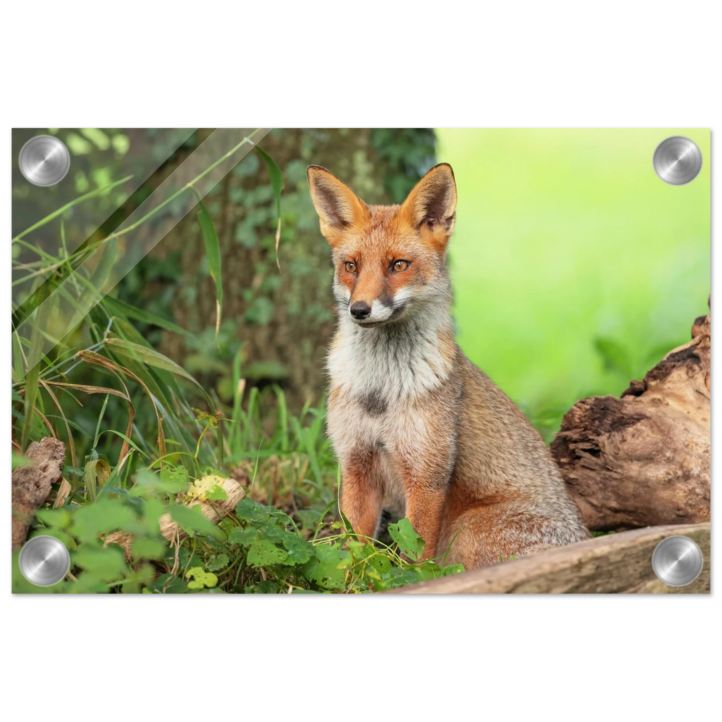 Wandbild majestaetischer rotfuchs ein augenblick der ruhe in der natur erhaeltlich in zahlreichen groessen