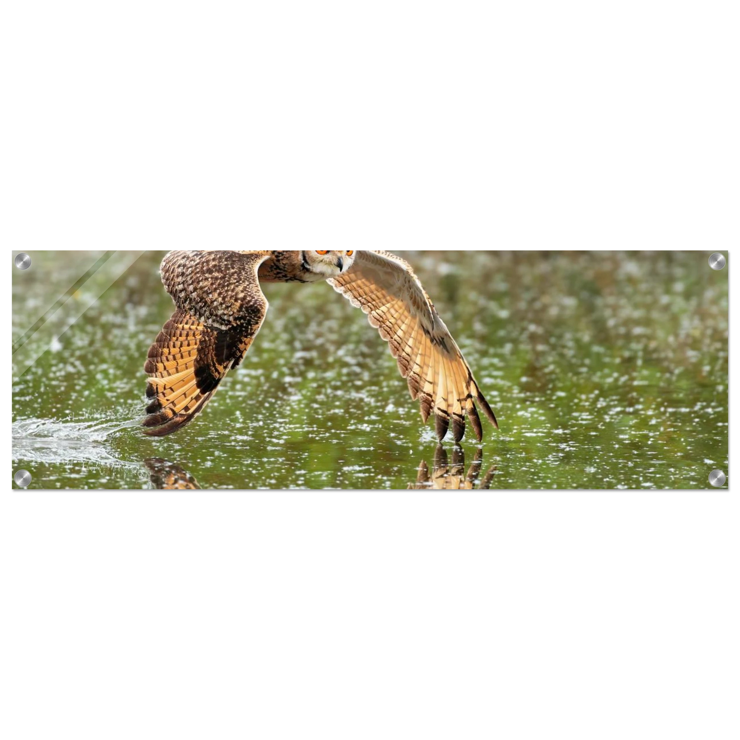 Wandbild majestaetische eule im flug naturfotografie mit lebendigen orangetoenen in ihrer wunschgroesse