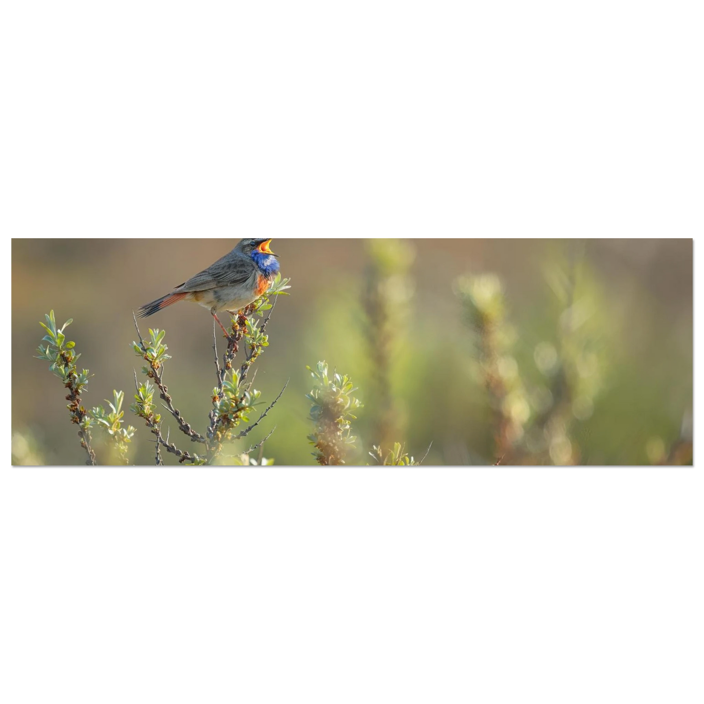 Wandbild singendes blaukehlchen lebendige naturfotografie als wandbild in verschiedenen groessen