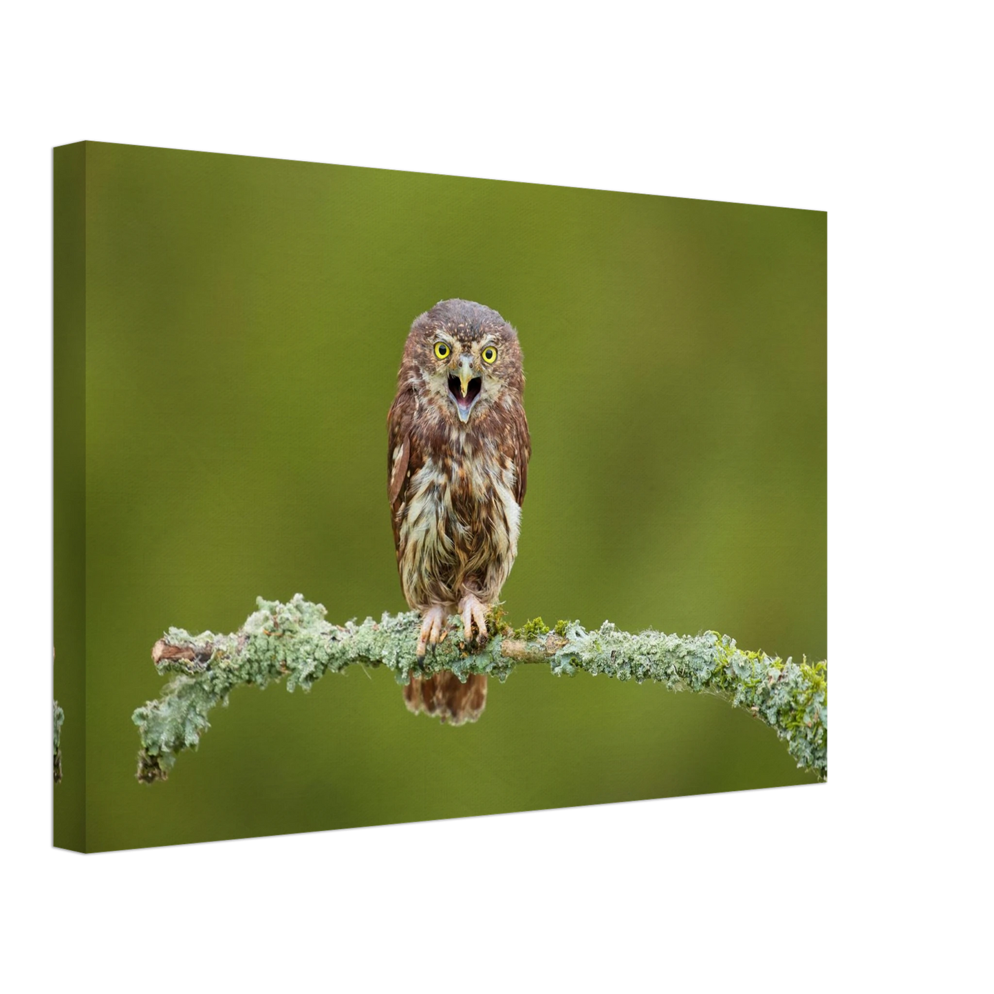 Wandbild rufer der wildnis faszinierendes eulen portraet mit leuchtenden augen fuer ihr zuhause