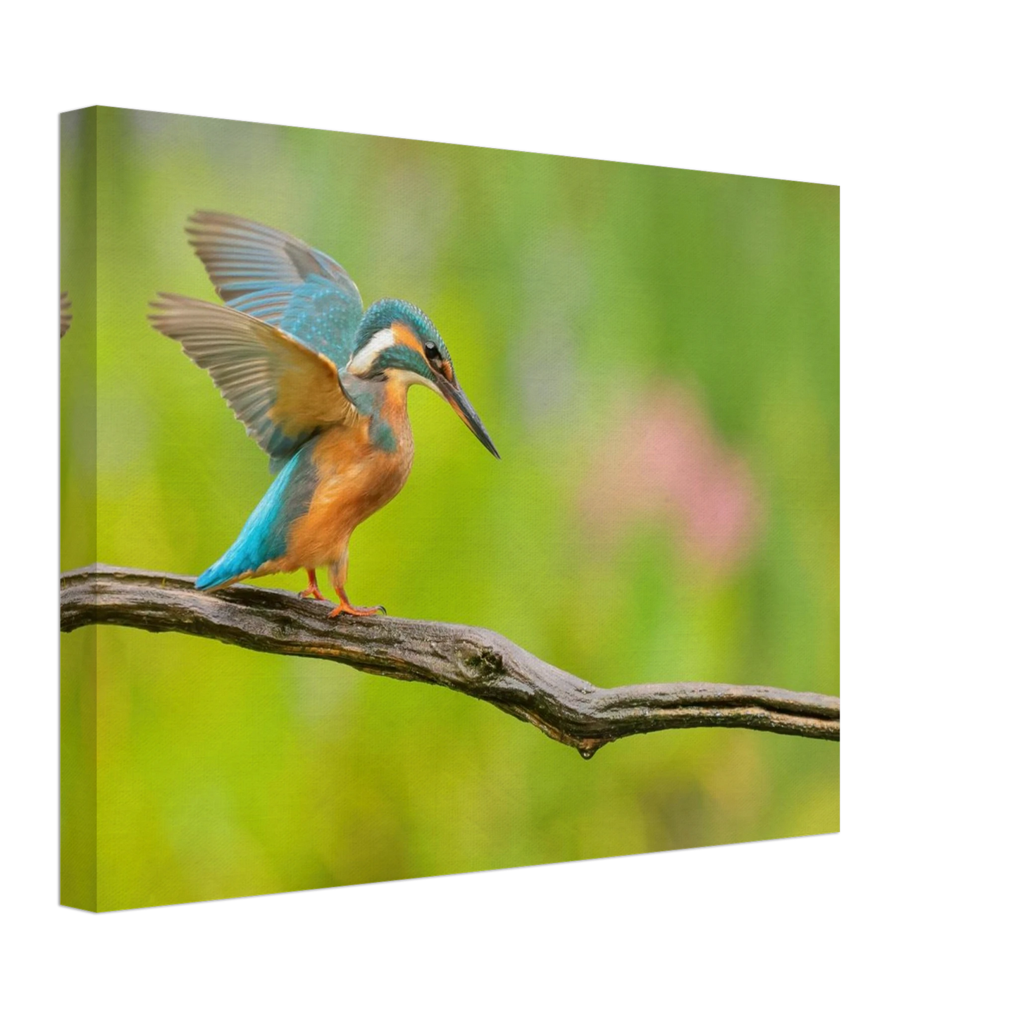 Wandbild eisvogel leuchtende federpracht auf natuerlichem ast in ihrer wunschgroesse