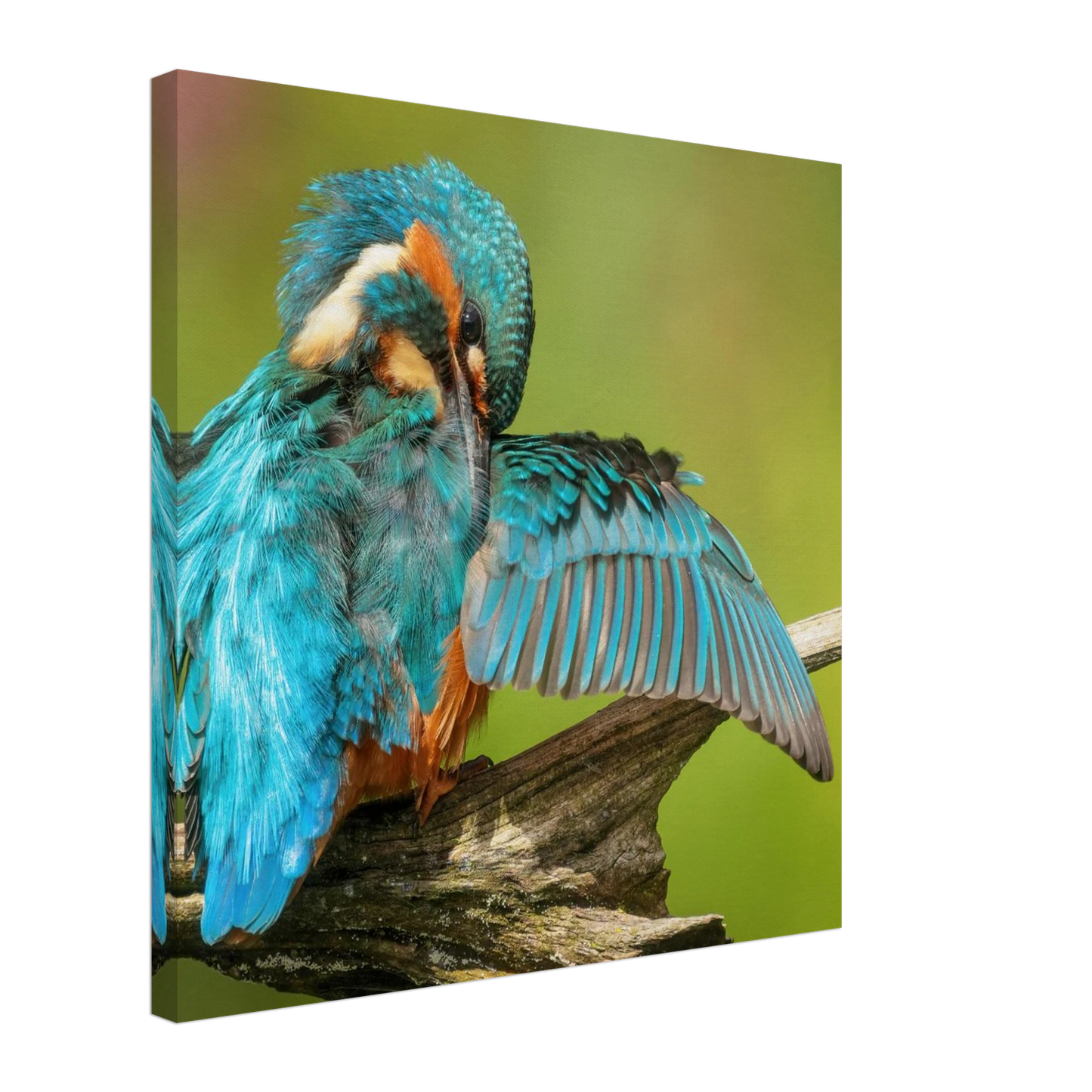 Wandbild eisvogel lebendige farbenpracht der natur auf leinwand
