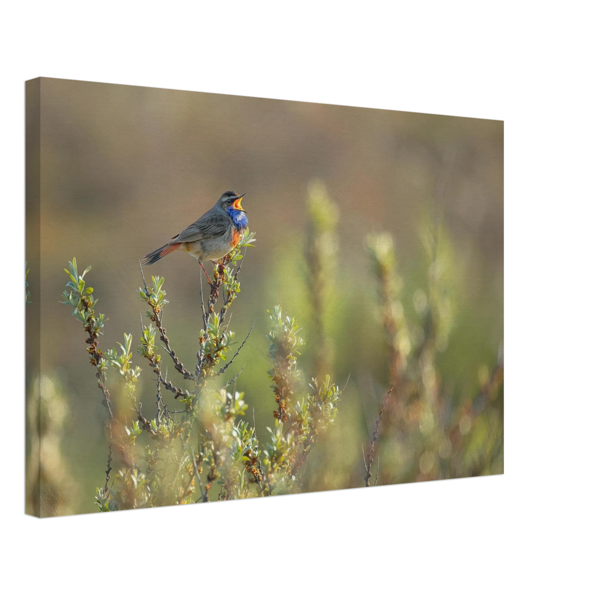 Wandbild singendes blaukehlchen lebendige naturfotografie als wandbild in verschiedenen groessen
