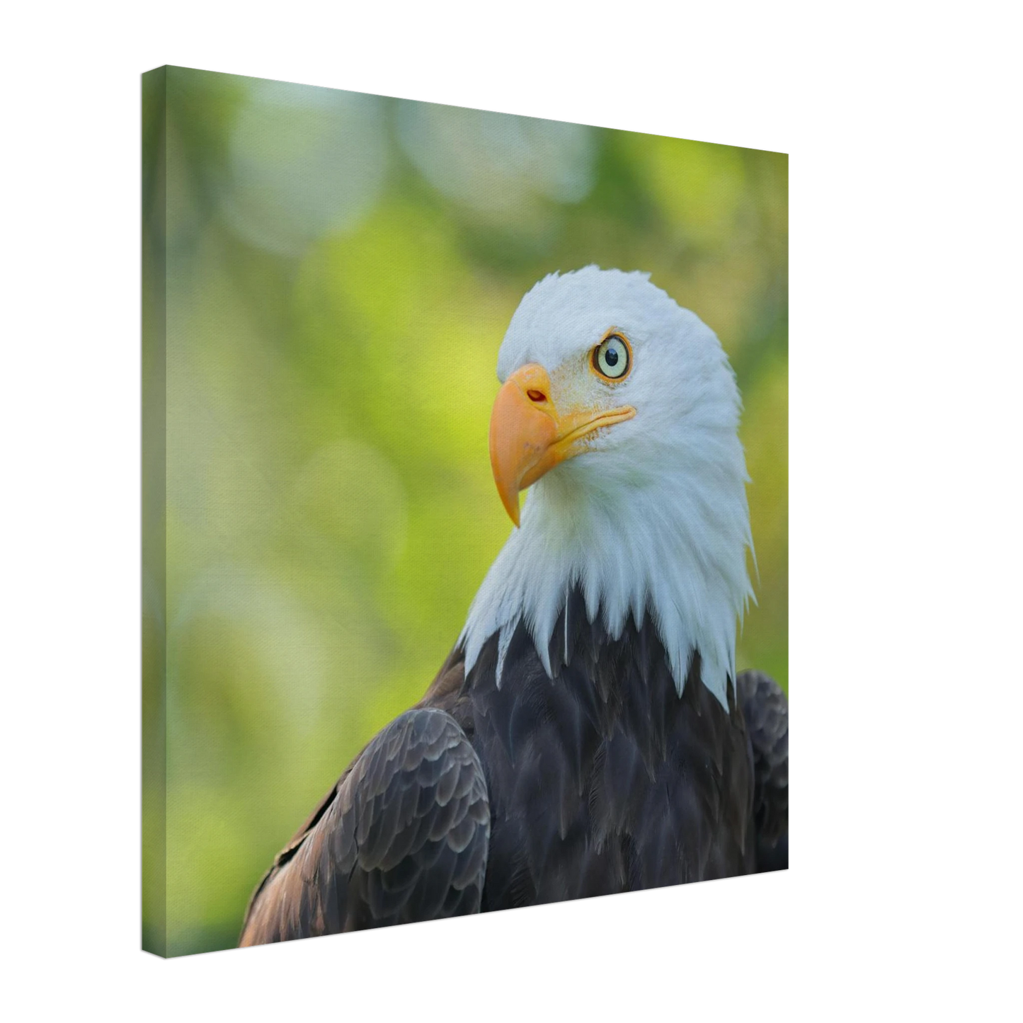 Wandbild majestaetischer weisskopfseeadler eine ode an die freiheit in ihrer wunschgroesse