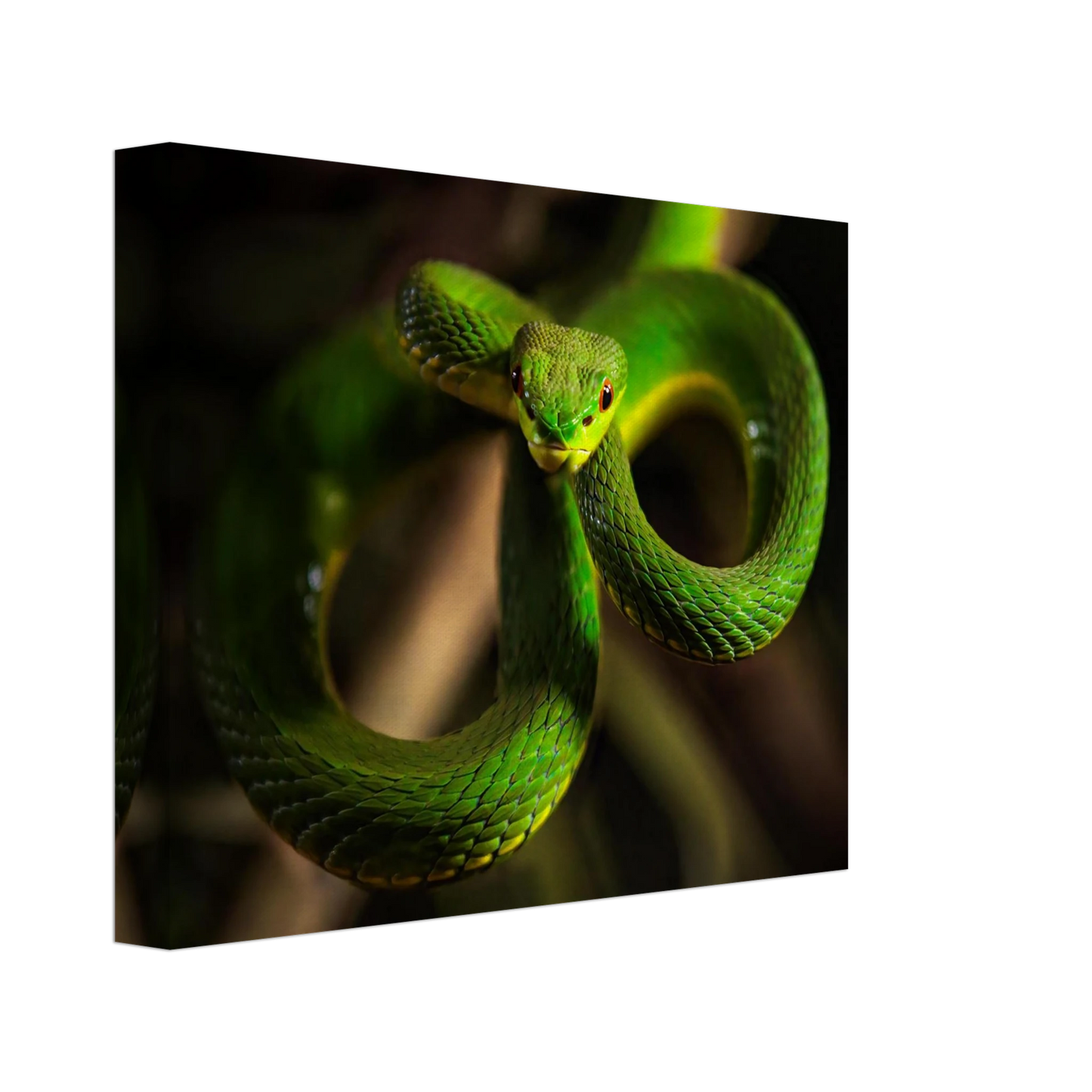 Wandbild der gruene baumviper ein hypnotischer blick in verschiedenen groessen