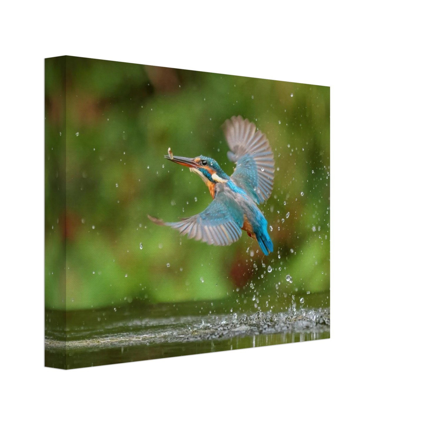 Wandbild eisvogel lebendige tierfotografie mit lebhaften blautoenen