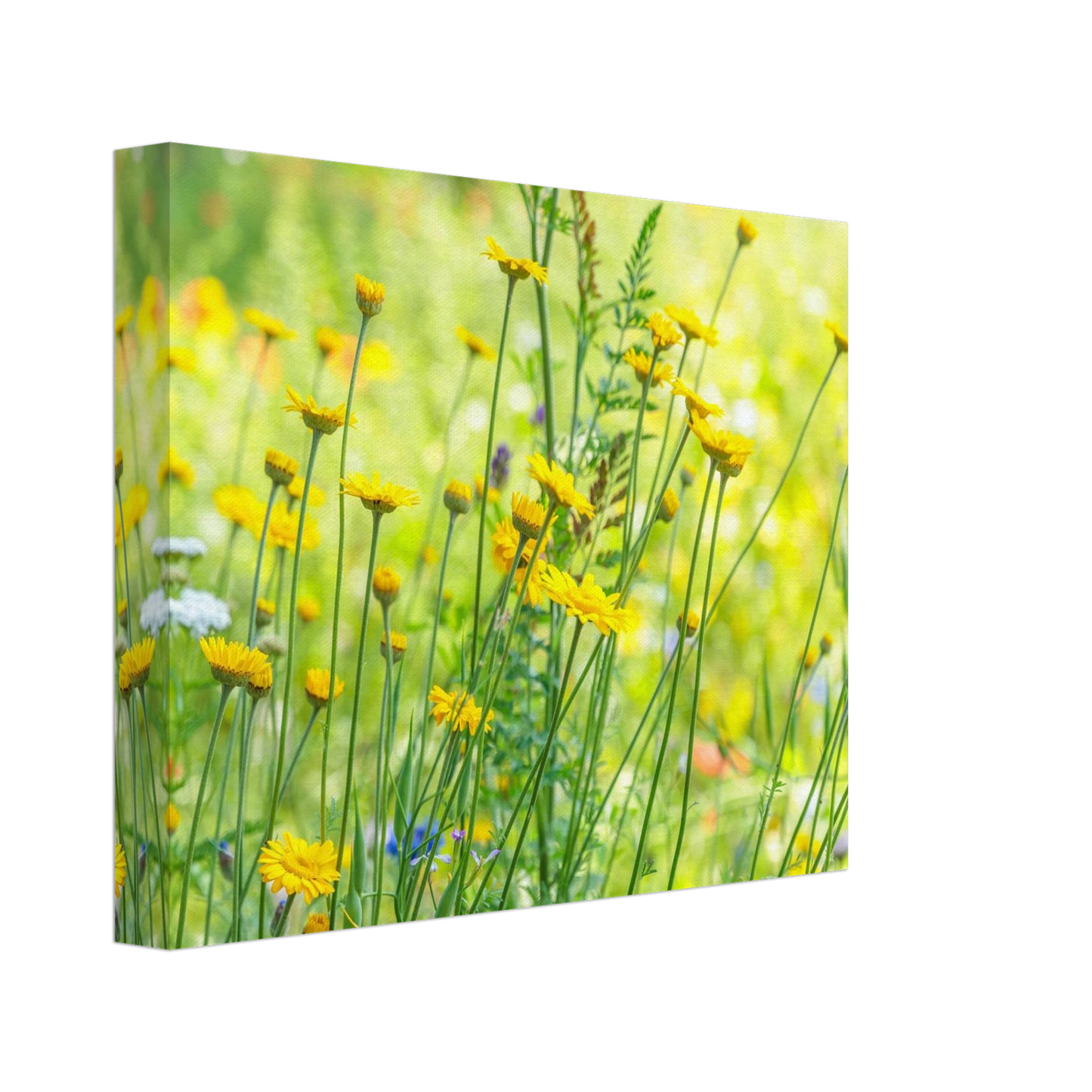 Wandbild sunshine meadow lebendiger blumen druck in verschiedenen groessen