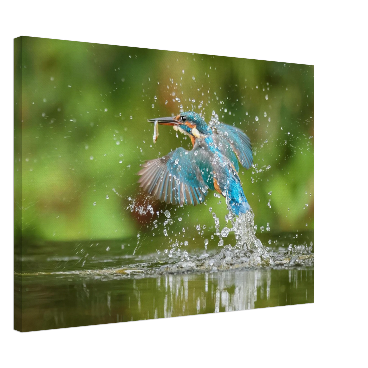Wandbild eisvogel im sturzflug lebendige wildtierkunst fuer ihr zuhause