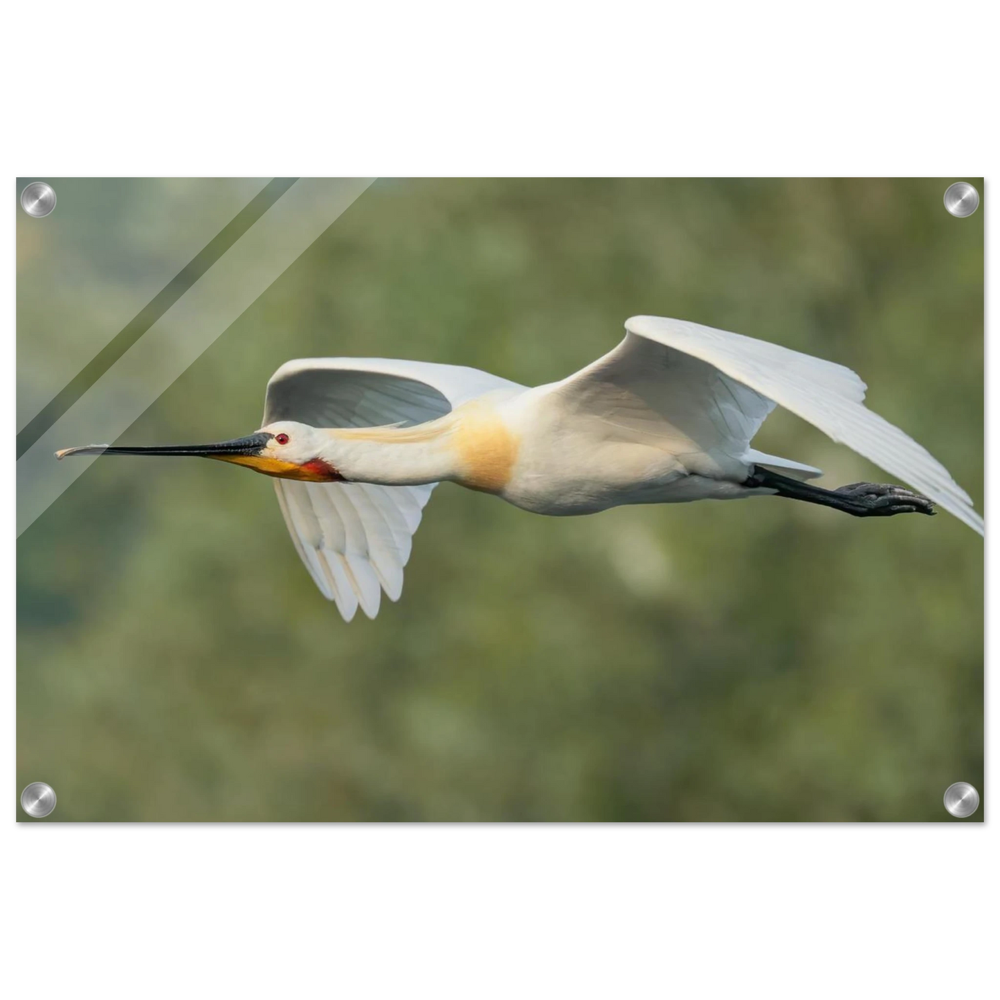 Wandbild eleganter loeffler im flug naturfotografie fuer ihr zuhause in vielen groessen
