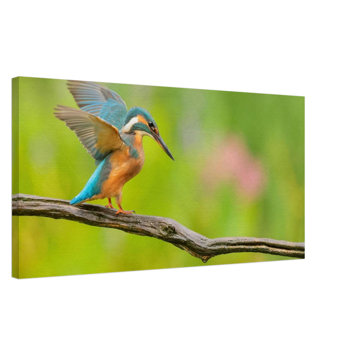 Wandbild eisvogel leuchtende federpracht auf natuerlichem ast in ihrer wunschgroesse