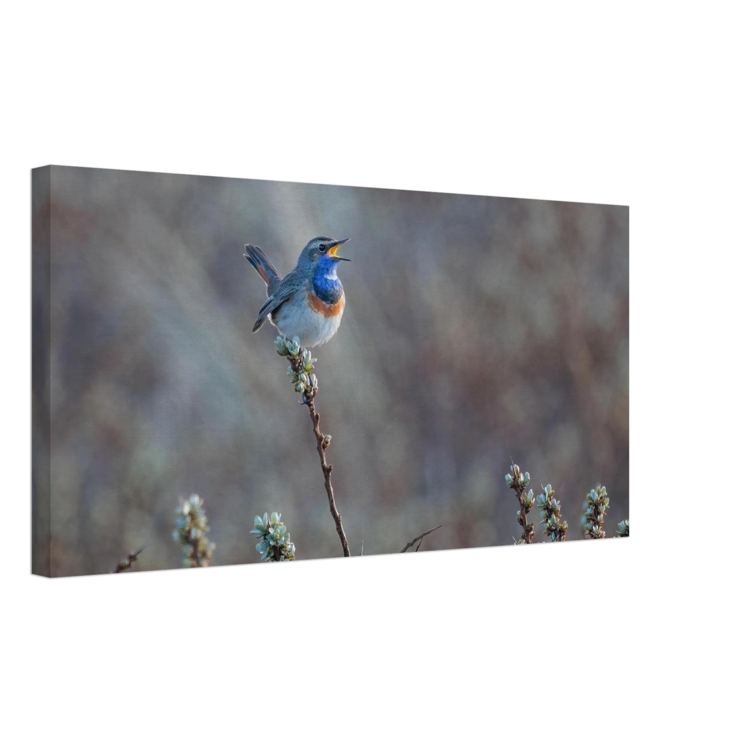 Wandbild blaukohlkehlchen im gesang naturkunst in lebendigen farben in ihrer wunschgroesse