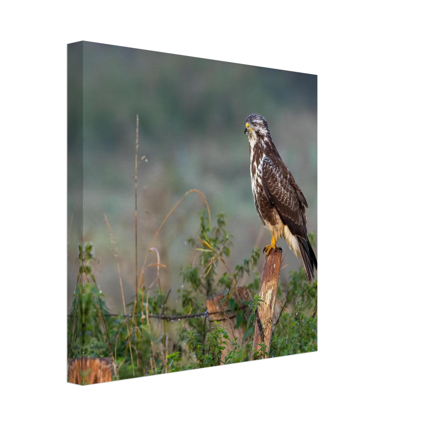 Wandbild majestaetischer bussard einblick in die wildnis auf hochglanz leinwand