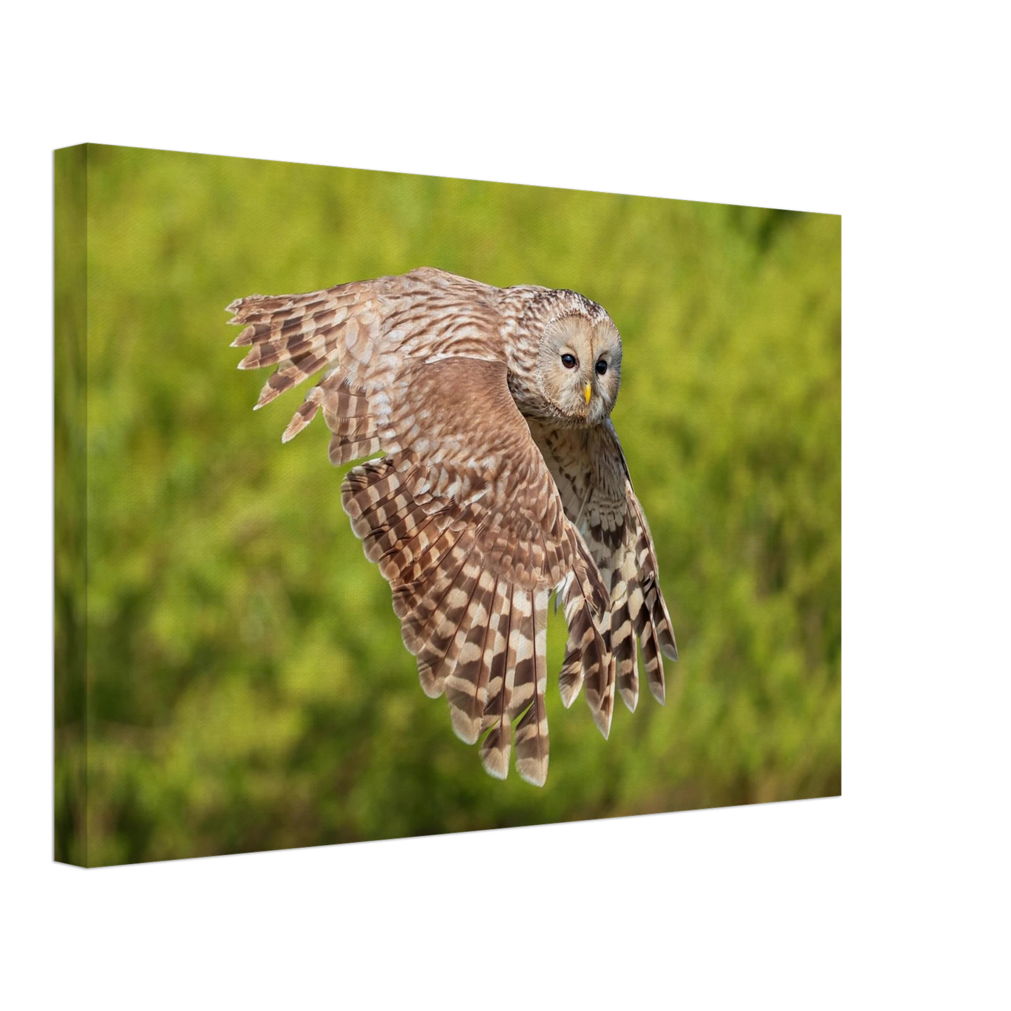 Wandbild majestaetische eule im flug naturfotografie fuer ihr zuhause
