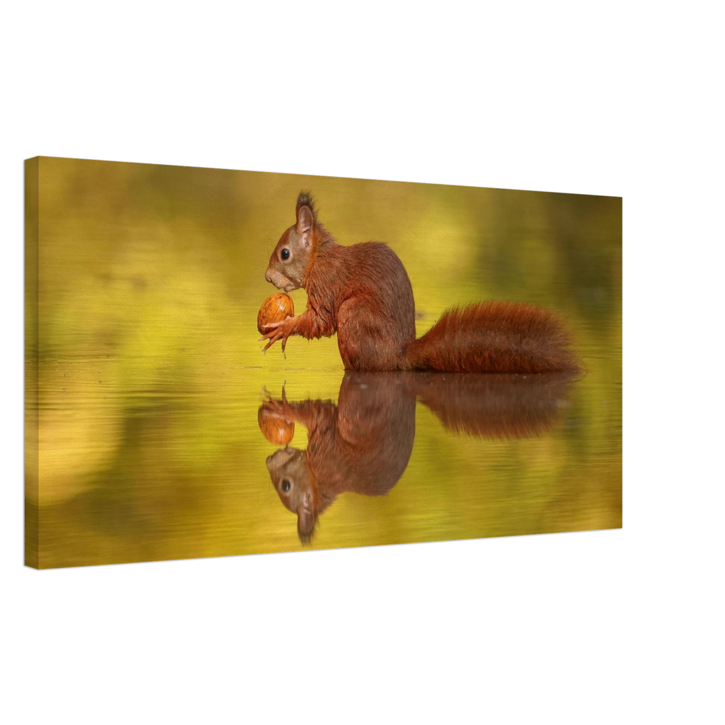 Wandbild eichhoernchen im goldenen herbstlicht lebendige tierfotografie fuer ihre wand