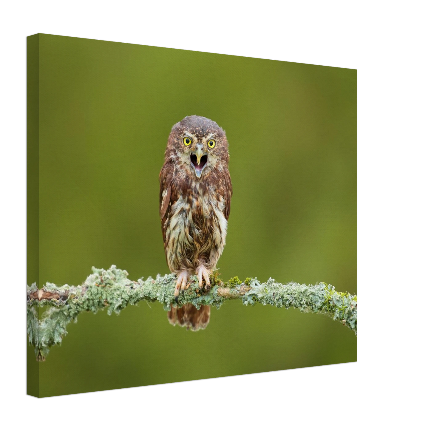 Wandbild rufer der wildnis faszinierendes eulen portraet mit leuchtenden augen fuer ihr zuhause