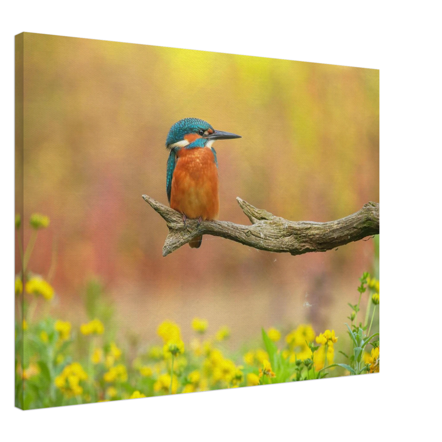 Wandbild eisvogel lebendige naturkunst fuer ihr zuhause in ihrer wunschgroesse