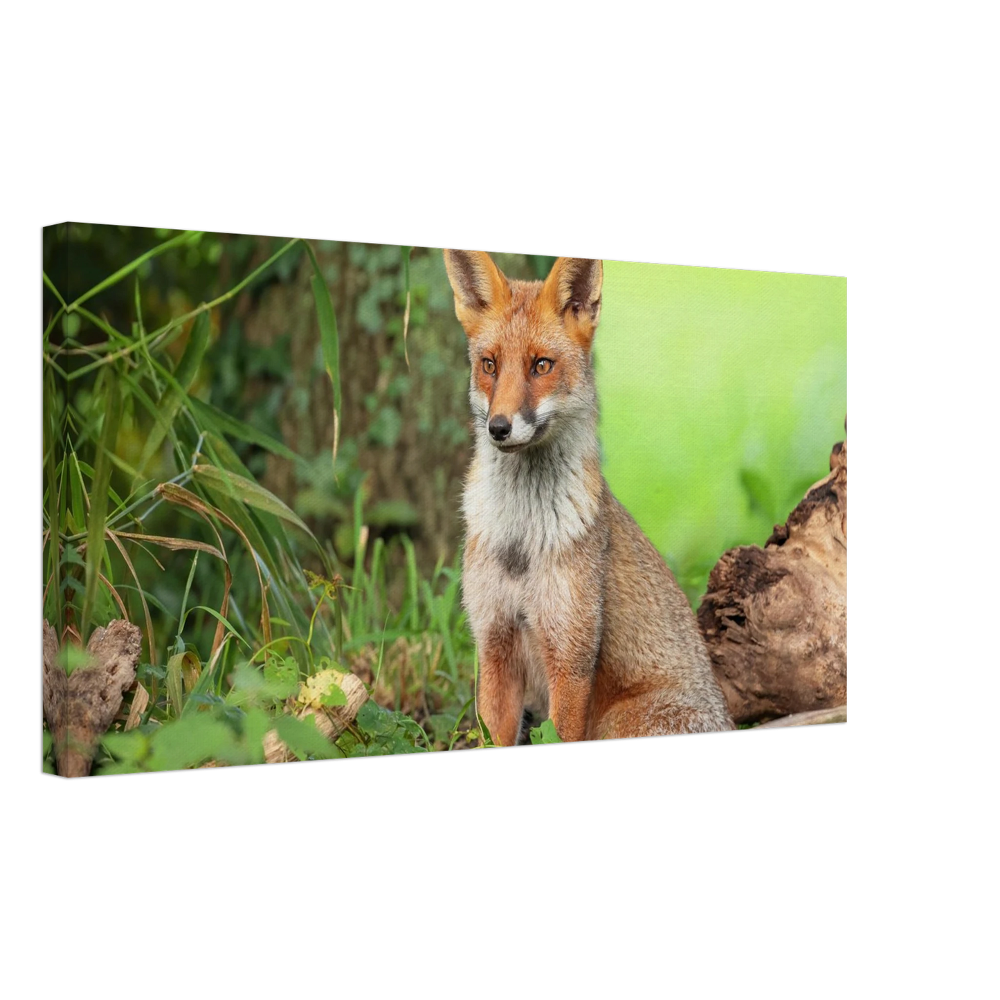 Wandbild majestaetischer rotfuchs ein augenblick der ruhe in der natur erhaeltlich in zahlreichen groessen