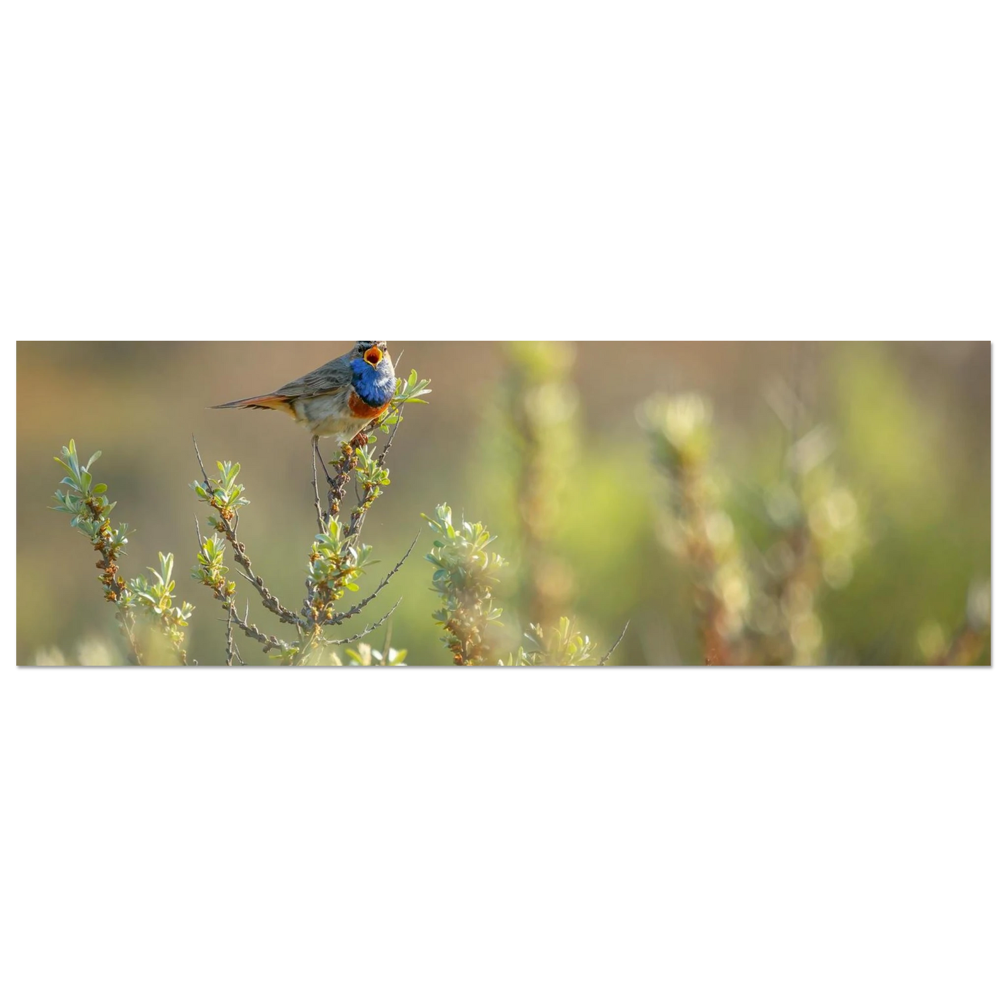 Wandbild blaukehlchen ein meisterwerk der natur auf leinwand in verschiedenen groessen erhaeltlich