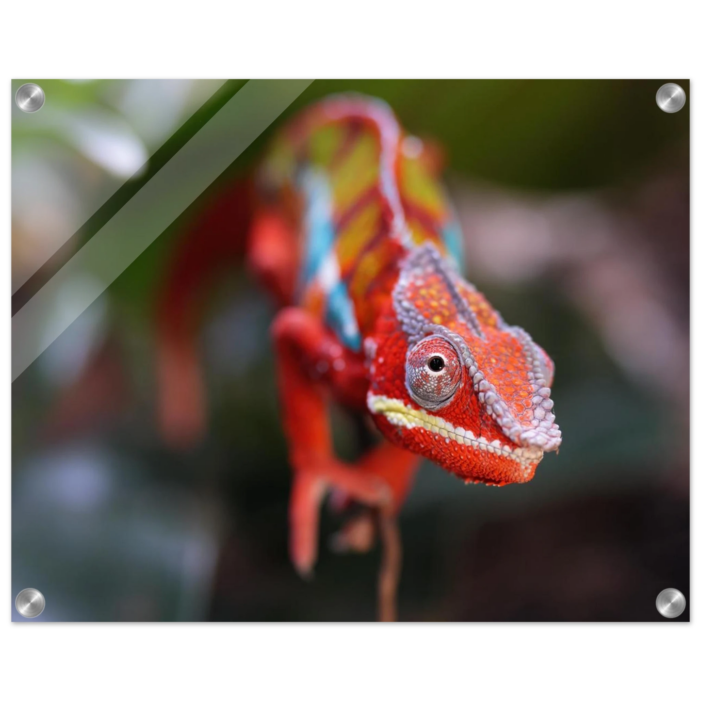 Wandbild faszinierendes chamaeleon portraet lebendige tierkunst fuer ihr zuhause in ihrer wunschgroesse