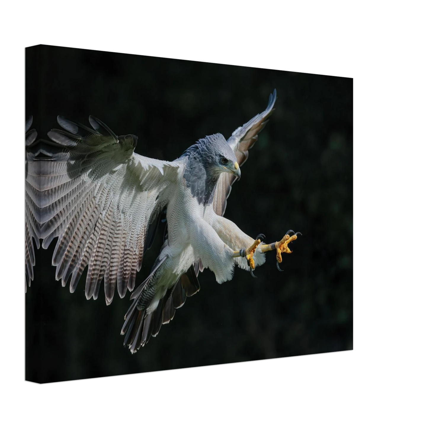 Wandbild majestaetischer schwarzbrustbussard im flug atemberaubende tierfotografie fuer ihr zuhause