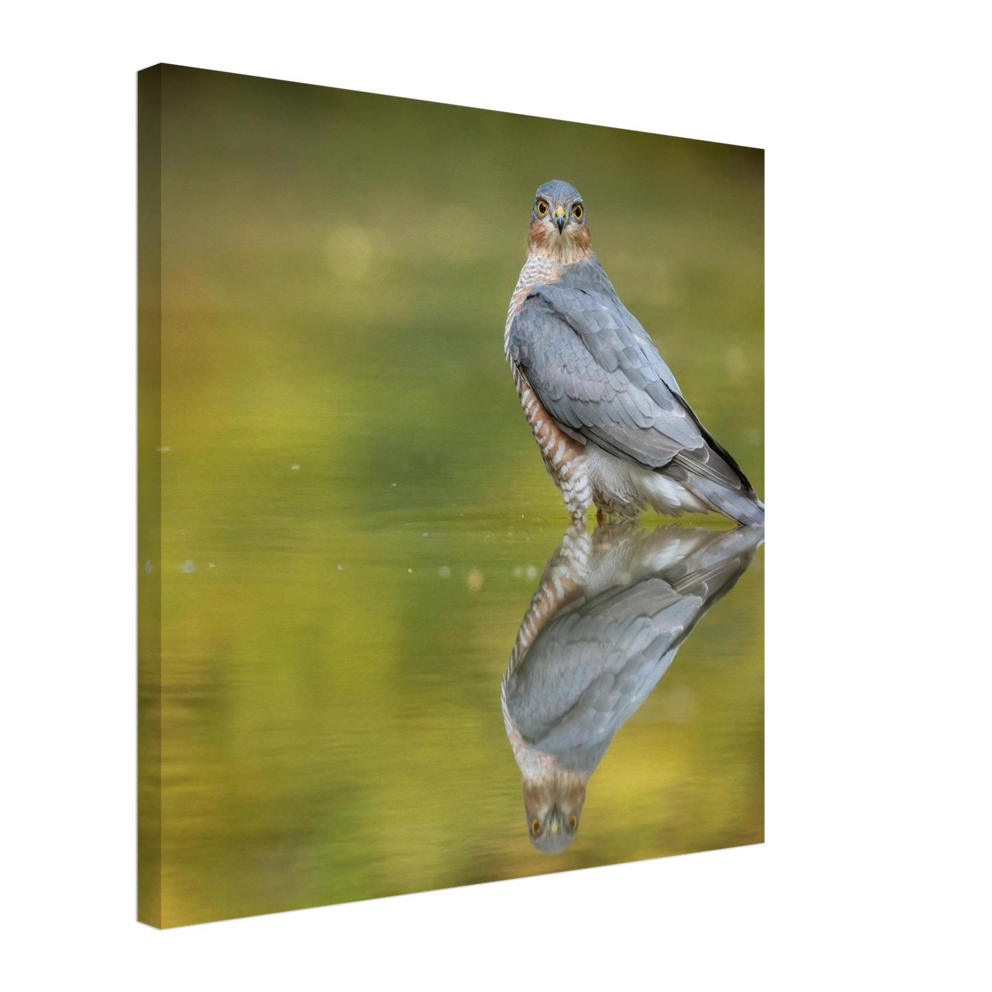 Wandbild mystischer sperber im morgengold faszinierende wildtierfotografie in ihrer wunschgroesse