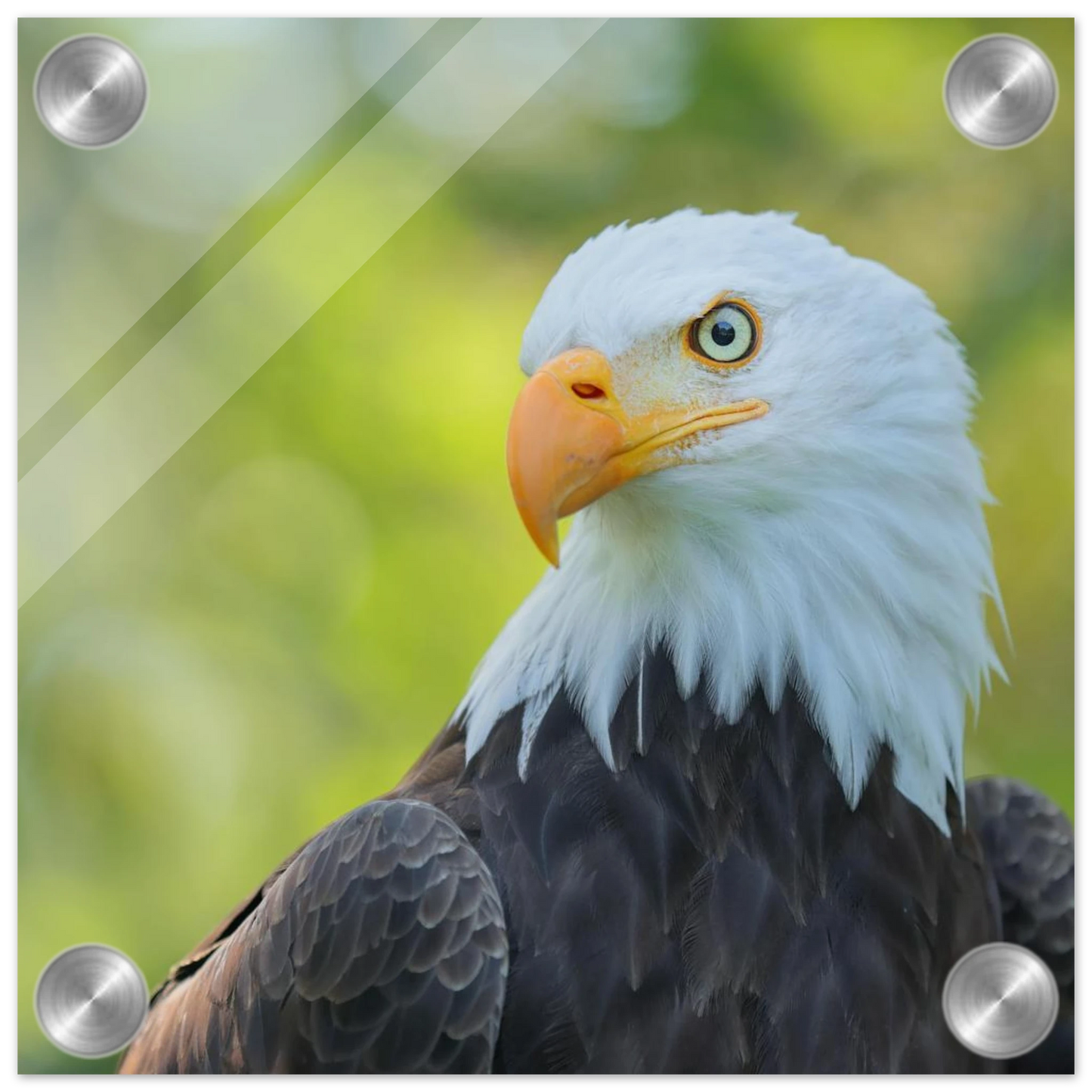 Wandbild majestaetischer weisskopfseeadler eine ode an die freiheit in ihrer wunschgroesse