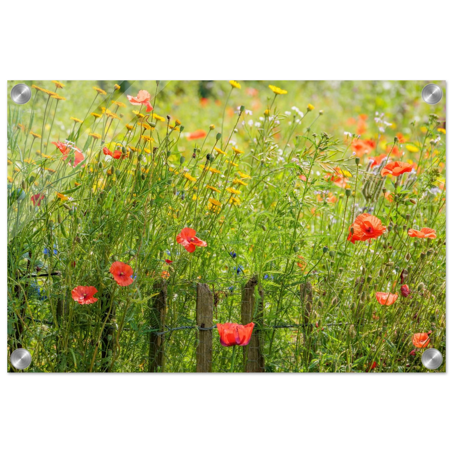 Wandbild wildblumen feld rot gelb sonnige mohnblumen wiese als kunstdruck