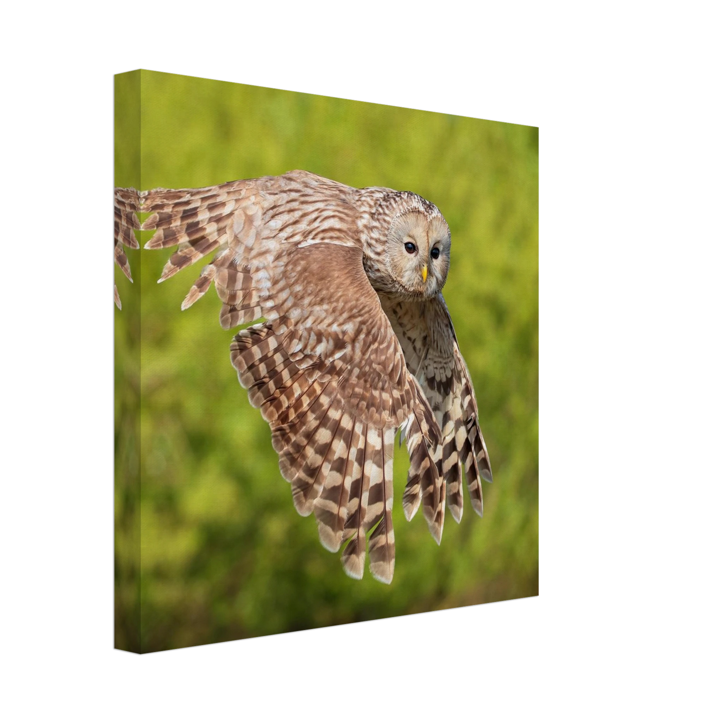 Wandbild majestaetische eule im flug naturfotografie fuer ihr zuhause